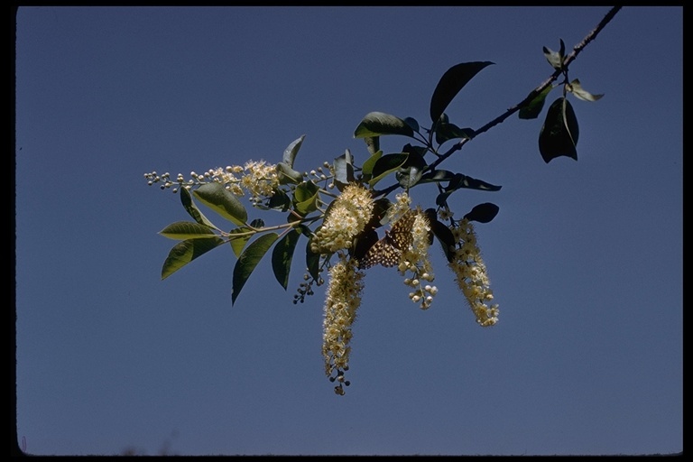 Sivun Prunus virginiana var. demissa (Nutt.) Torr. kuva
