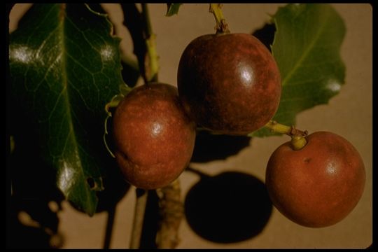 Image de Prunus ilicifolia (Nutt. ex Hook. & Arn.) D. Dietr.