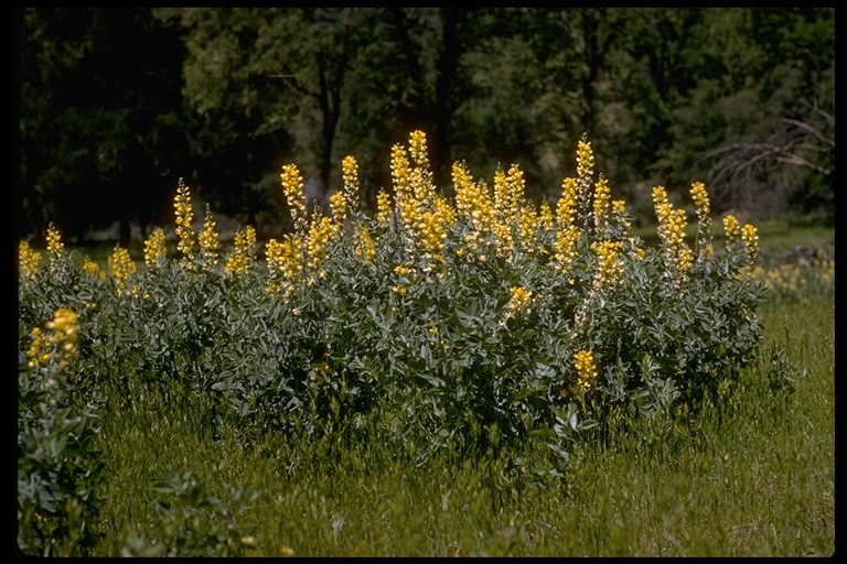 Image of Santa Inez goldenbanner