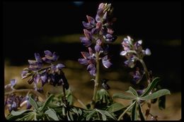 Image of hollowleaf annual lupine