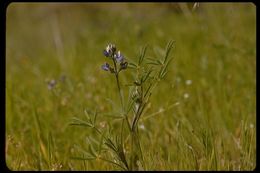 Image de Lupinus bicolor Lindl.