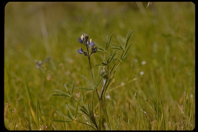 Image de Lupinus bicolor Lindl.