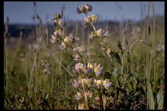 Plancia ëd Lupinus variicolor Steud.