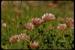 Image of cows clover