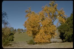 Image of California sycamore