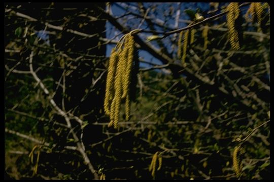 Image of Oregon Alder