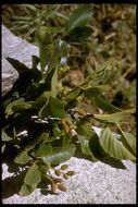 Image of California alder