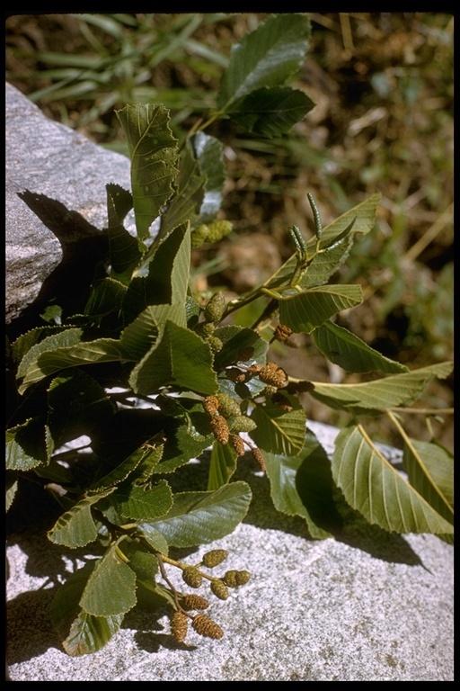 Image of California alder