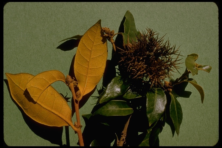 Image of giant chinquapin
