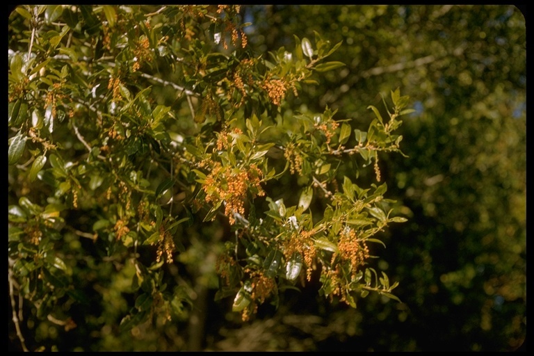 Image of interior live oak