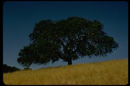 Image of blue oak