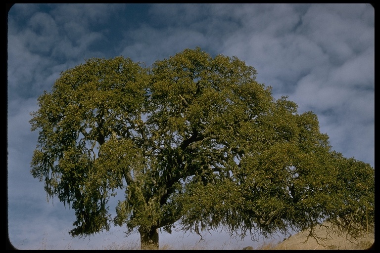 Image of blue oak