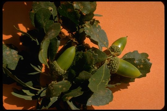 Image of blue oak