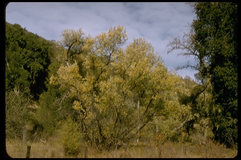 Image de Salix laevigata Bebb