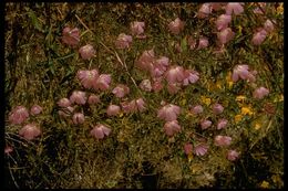 Image de Clarkia bottae (Spach) H. & M. Lewis