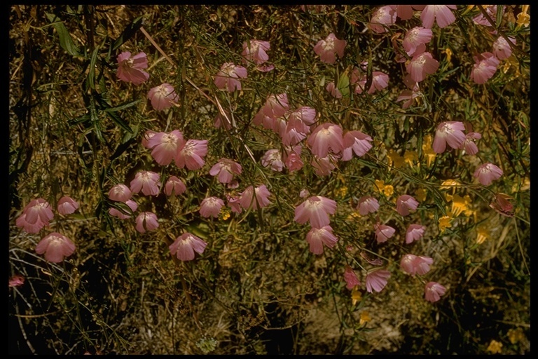 Слика од Clarkia bottae (Spach) H. & M. Lewis