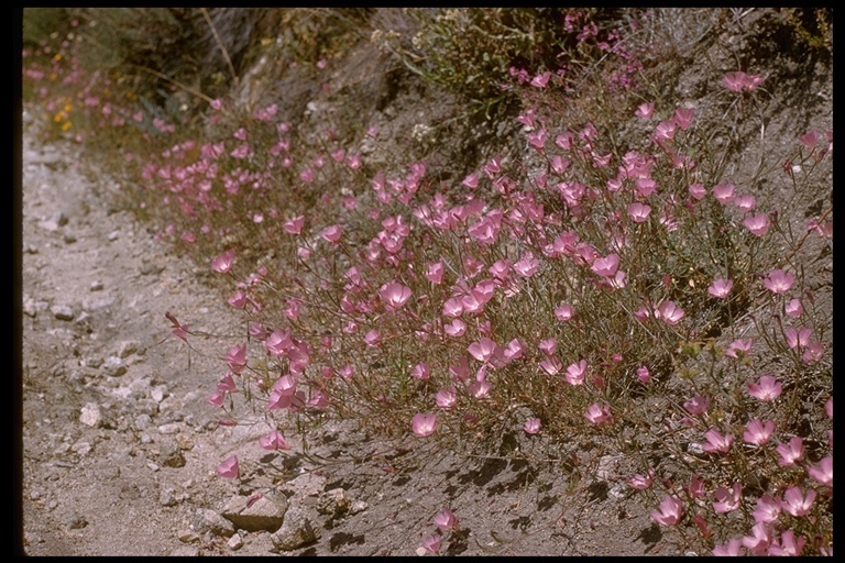 Image of speckled clarkia