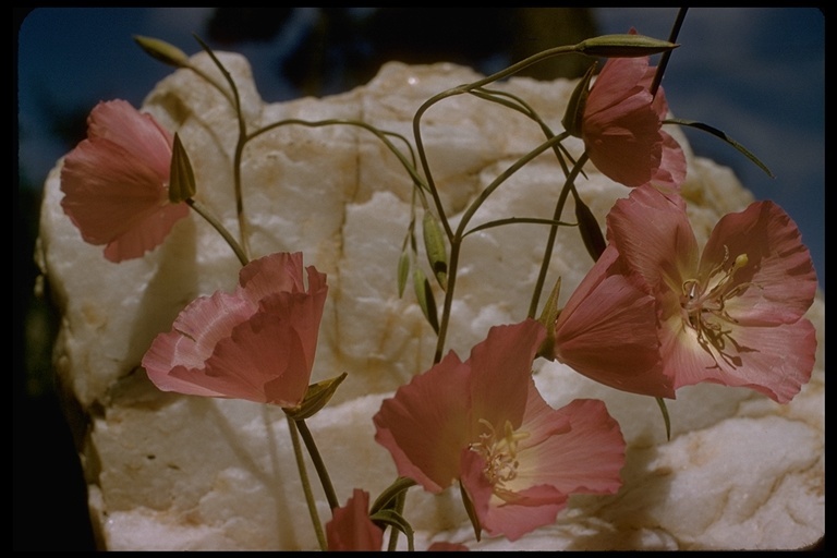 Plancia ëd Clarkia cylindrica (Jepson) H. & M. Lewis