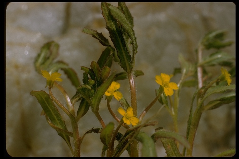 Image de Camissoniopsis micrantha (Hornem. ex Spreng.) W. L. Wagner & Hoch