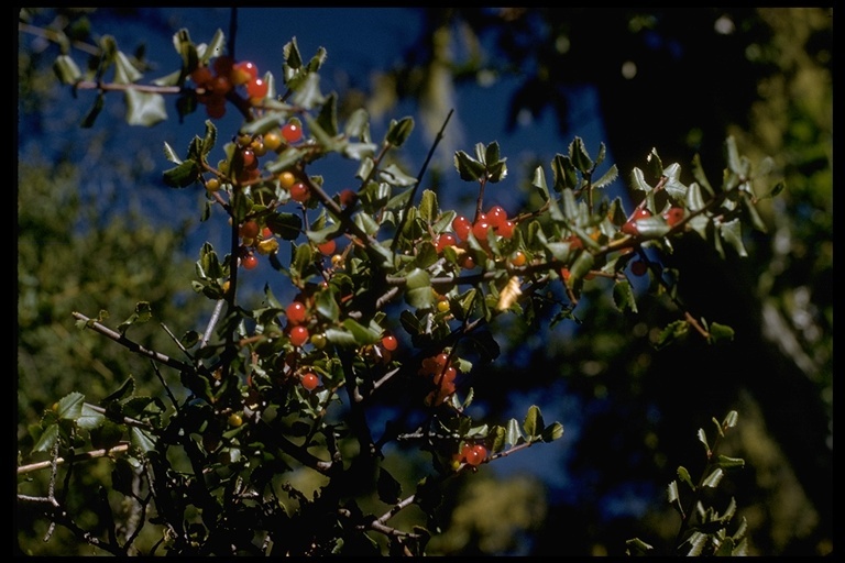 Слика од <i>Rhamnus crocea</i>