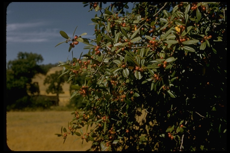 Image de Frangula californica (Eschsch.) A. Gray