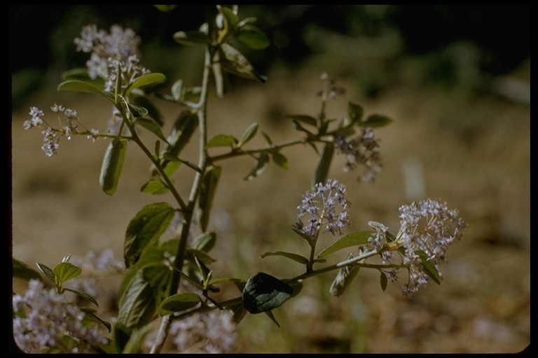 Plancia ëd <i>Ceanothus oliganthus</i> var. <i>sorediatus</i>