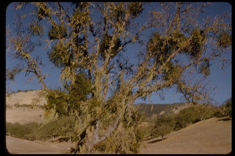 Image of Christmas mistletoe