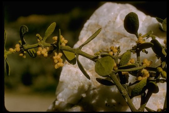 Imagem de Phoradendron leucarpum subsp. tomentosum (DC.) J. R. Abbott & R. L. Thomps.