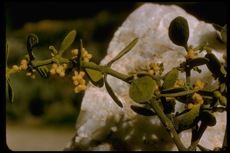 Image of Christmas mistletoe