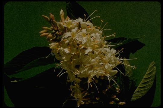 Aesculus californica (Spach) Nutt. resmi