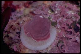 Image of Pacific white cap limpet
