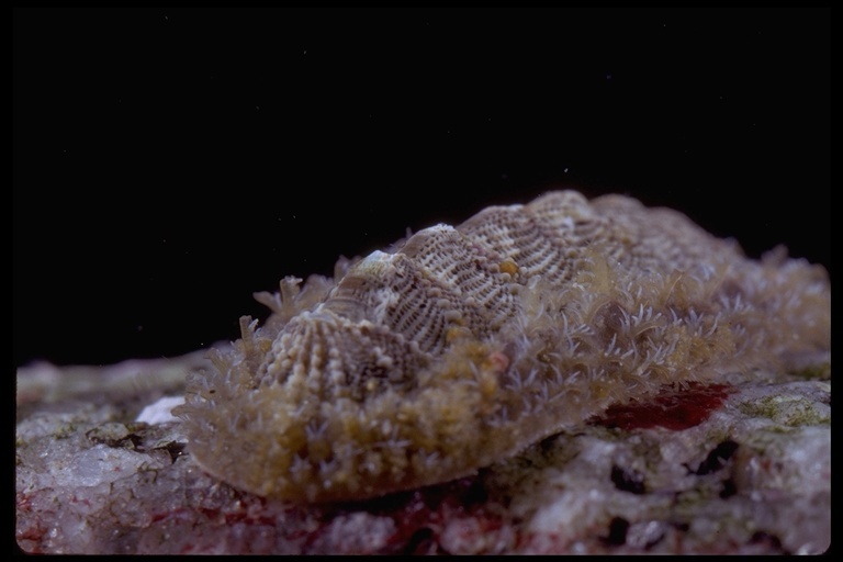 Image of Mossy chiton