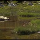 Image of <i>Eriophorum crinigerum</i>