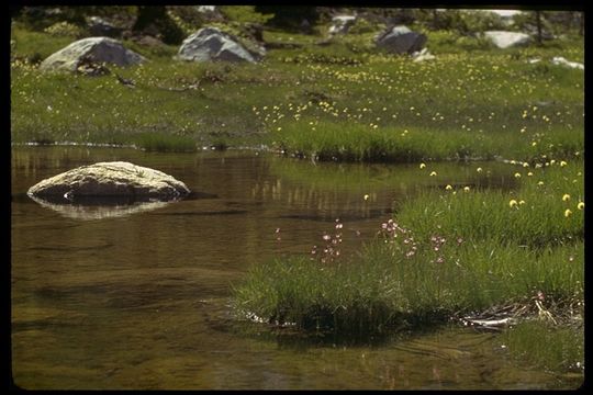 Image of <i>Eriophorum crinigerum</i>