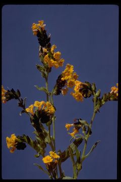 Image of largeflowered fiddleneck