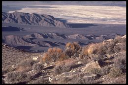 Image of Green Ephedra