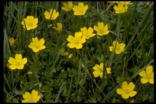 Imagem de Limnanthes douglasii subsp. sulphurea (C. T. Mason) C. T. Mason