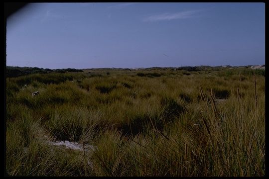 Image of European beachgrass