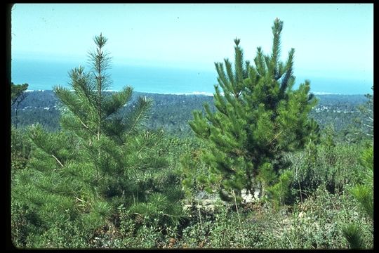 Plancia ëd Pinus radiata D. Don