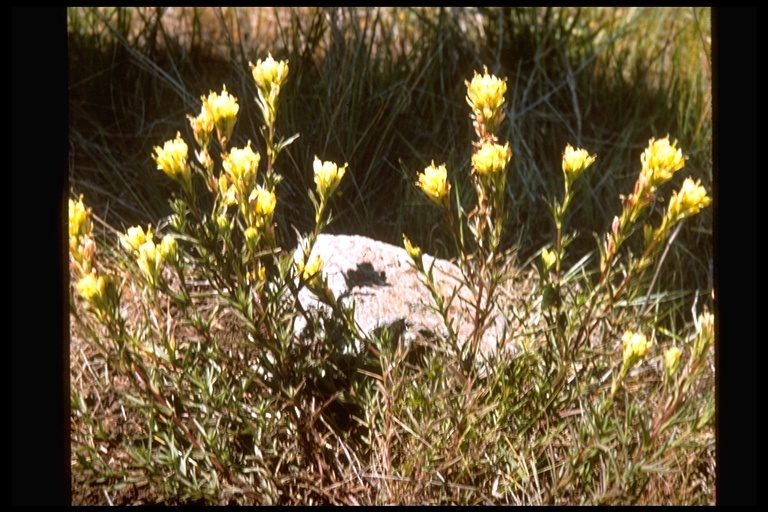 Image of Tiburon paintbrush