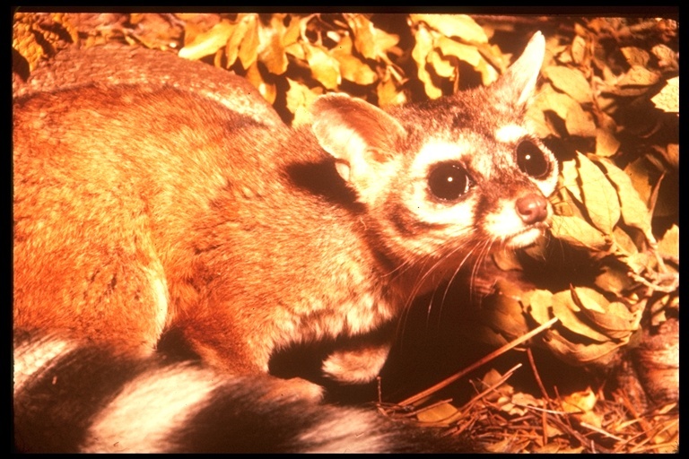 Image of Ringtail