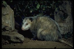 Image of Virginia Opossum