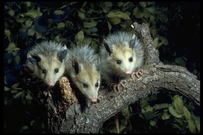 Image of Virginia Opossum