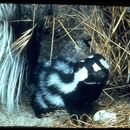 Image of skunks