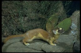 Image of Long-tailed Weasel