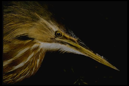 Image of American Bittern