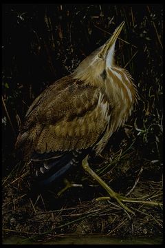 Image of American Bittern