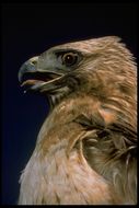 Image of Red-tailed Hawk