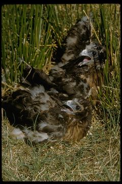 Image of Hen Harrier