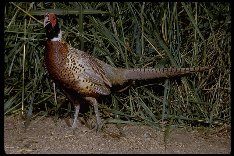 Image of pheasant, common pheasant